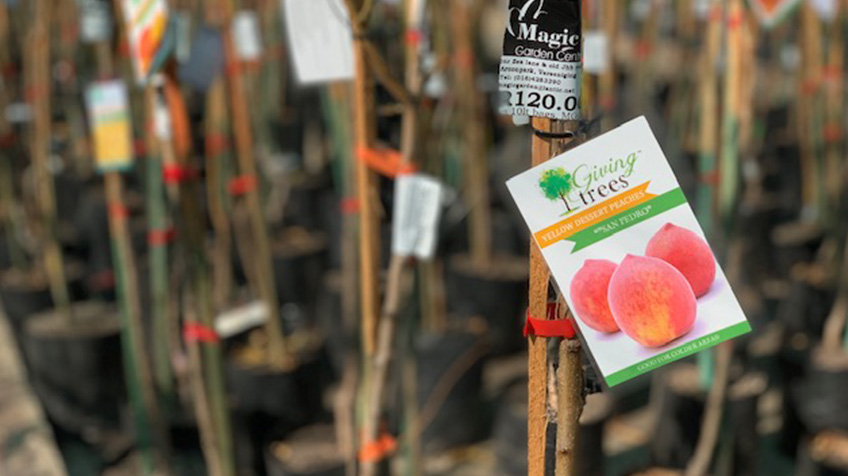 Giving Trees - Graphic Design Services - Plant Tag Design