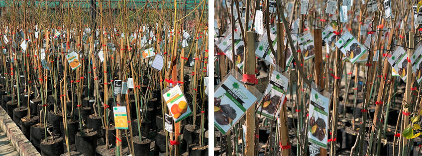 Giving Trees - Graphic Design Services - Plant Tag Design