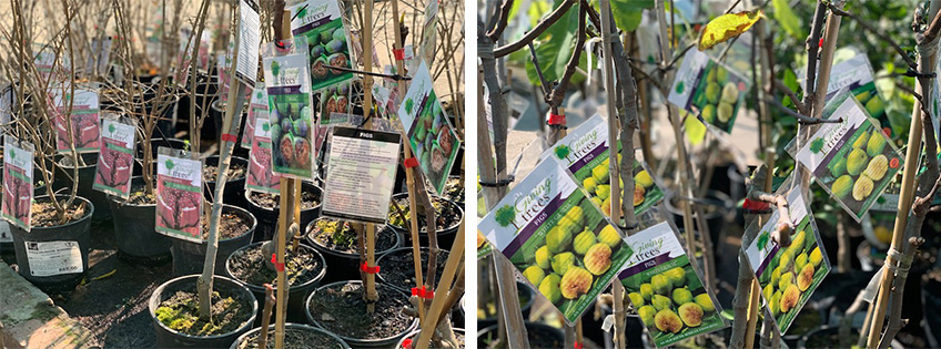 Giving Trees - Graphic Design Services - Plant Tag Design